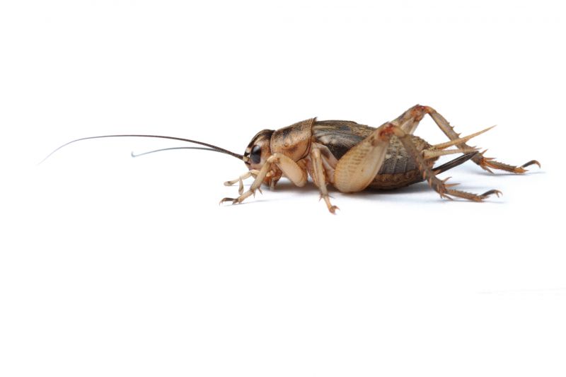 Cricket Control Service in Mckinney, TX