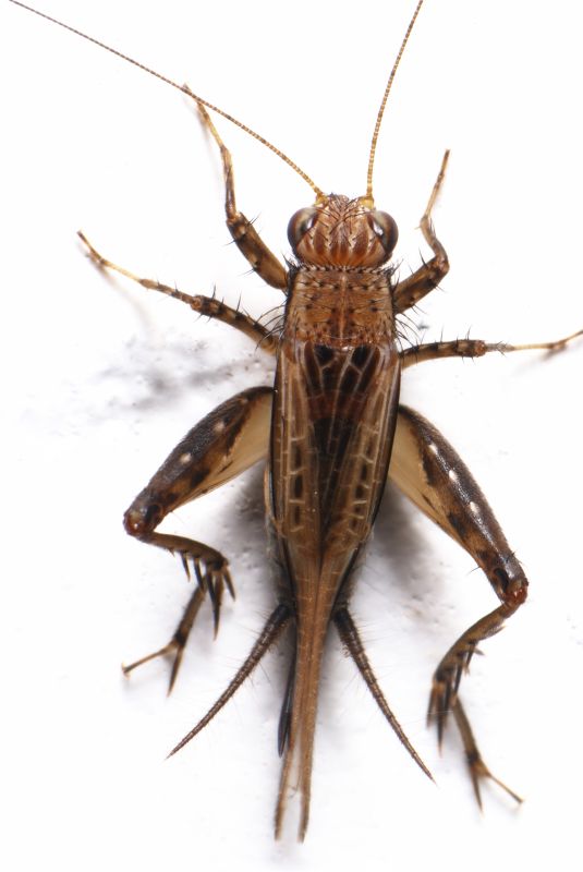 Cricket Removal Service