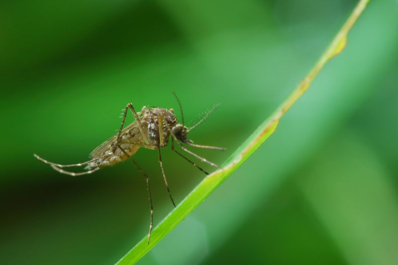 Fly And Mosquito Control Strategies