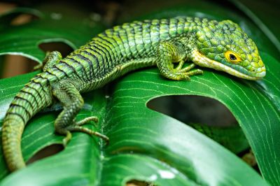 Alligator Lizard Removal
