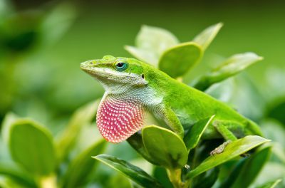 Anole Removal