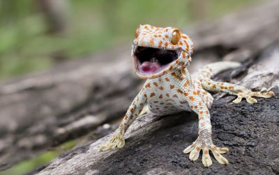 Gecko Removal