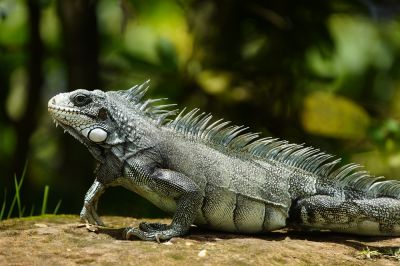 Iguana Removal