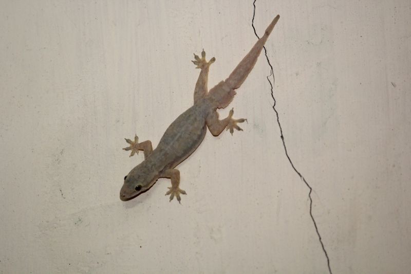 Service Locations for Lizard Extermination Service